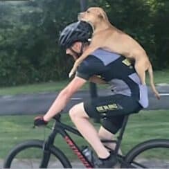 A Cyclist Gave a Desperate Puppy a Piggyback Ride