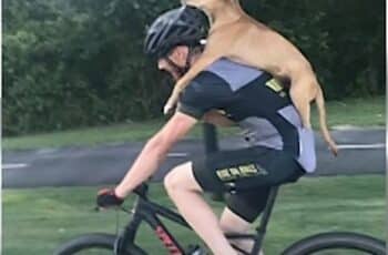 A Cyclist Gave a Desperate Puppy a Piggyback Ride