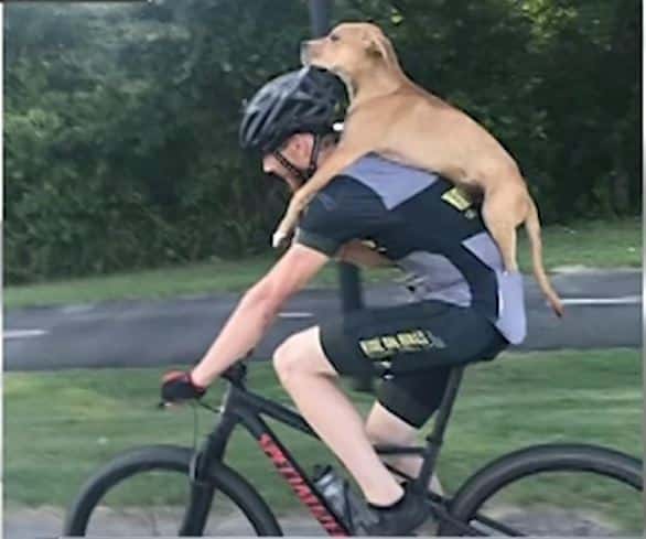 A Cyclist Gave a Desperate Puppy a Piggyback Ride