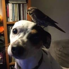 A Good Dog Saves an Unconscious Bird