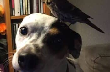 A Good Dog Saves an Unconscious Bird