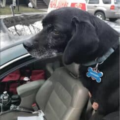 A Pizza Delivery Guy Saves A Lost Dog