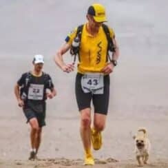 A Stray Dog Decides to Run 155 Miles and Finds a New Dad