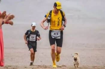 A Stray Dog Decides to Run 155 Miles and Finds a New Dad