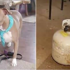 A Worried Pit Bull Warns Her Owners of a Leaking Carbon Monoxide Tank