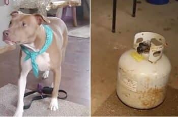 A Worried Pit Bull Warns Her Owners of a Leaking Carbon Monoxide Tank