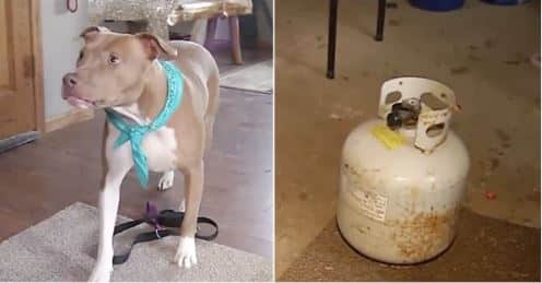 A Worried Pit Bull Warns Her Owners of a Leaking Carbon Monoxide Tank