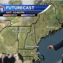 An Adorable Dog Strolling Through a Live Forecast