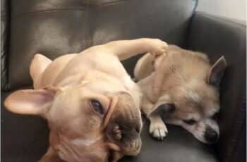 Bulldog Comforts Lost Chihuahua Found By Father In Traffic