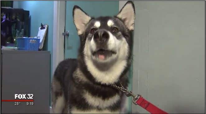 Dog Scares Owner By Running Away To Daycare