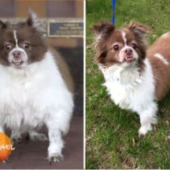 Loses 37 Pounds and No Longer Looks Like the Same Dog