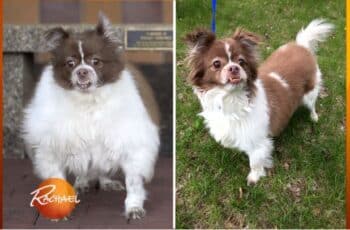 Loses 37 Pounds and No Longer Looks Like the Same Dog