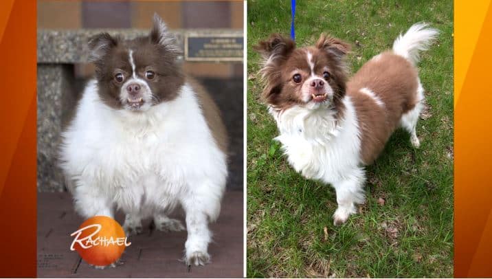 Loses 37 Pounds and No Longer Looks Like the Same Dog