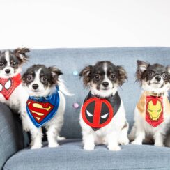 Maryland's First Cloned Chihuahuas Named After Superheroes