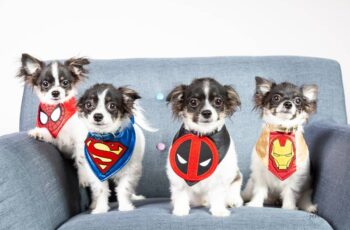 Maryland's First Cloned Chihuahuas Named After Superheroes