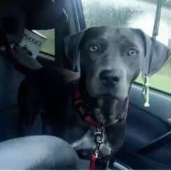 Student Asks Professor to Allow Her Dog To Attend Class Before Hurricane