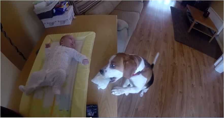 [VIDEO] Charlie The Dog Helps Mom Change Baby's Diaper2