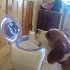 [VIDEO] Charlie The Dog Helps Mom Change Baby's Diaper4