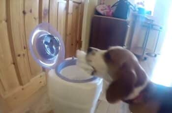 [VIDEO] Charlie The Dog Helps Mom Change Baby's Diaper4