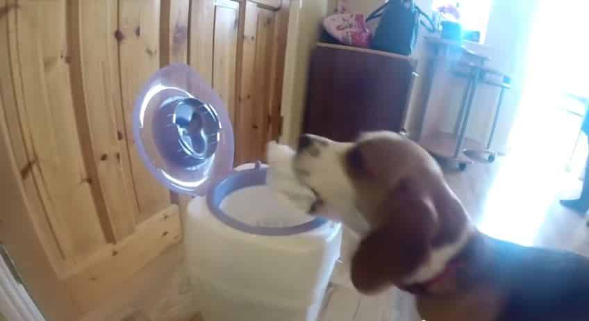 [VIDEO] Charlie The Dog Helps Mom Change Baby's Diaper4