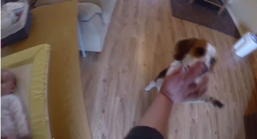 [VIDEO] Charlie The Dog Helps Mom Change Baby's Diaper5