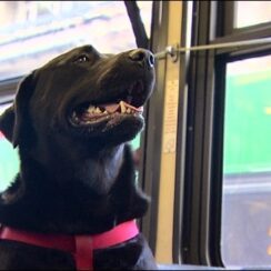 [VIDEO] This Dog Takes the Bus Alone to the Park Every Day1