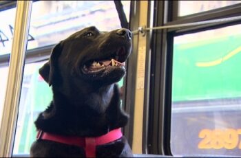 [VIDEO] This Dog Takes the Bus Alone to the Park Every Day1