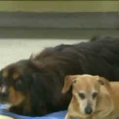 A Chihuahua Helps Big Dog Recover From Gunshot