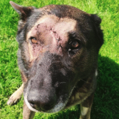 A Police Dog Stabbed Five Times Was Warmly Welcomed Back to Duty