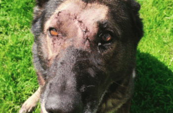 A Police Dog Stabbed Five Times Was Warmly Welcomed Back to Duty