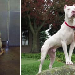 Adoption Photos Of Dogs That Will Melt Your Heart