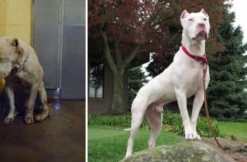 Adoption Photos Of Dogs That Will Melt Your Heart