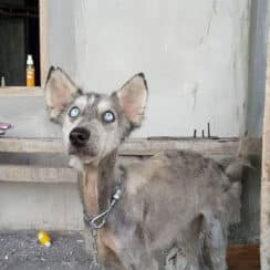 After 10 Months, This Malnourished Husky Is Unrecognizable