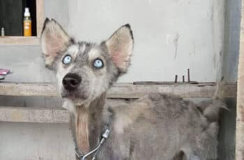 After 10 Months, This Malnourished Husky Is Unrecognizable