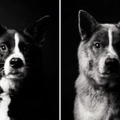 Cute Aging Dog Photos Show Them From Puppyhood To Old Age