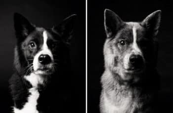 Cute Aging Dog Photos Show Them From Puppyhood To Old Age