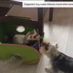 Energetic Yorkie Amusingly Tries Getting Inside Ferret Pals' Newest Tunnel