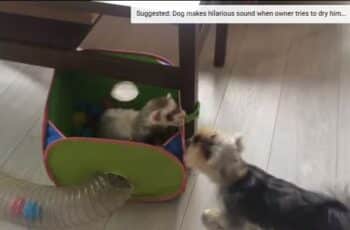 Energetic Yorkie Amusingly Tries Getting Inside Ferret Pals' Newest Tunnel