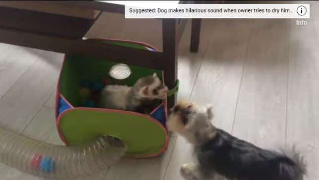 Energetic Yorkie Amusingly Tries Getting Inside Ferret Pals' Newest Tunnel