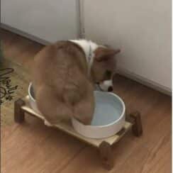 [VIDEO] Round Corgi Gets Into A Situation With His Food And Water Bowl, And His Efforts To Make Things Right Served All The Juvenile Fun