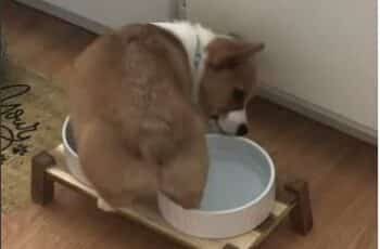 [VIDEO] Round Corgi Gets Into A Situation With His Food And Water Bowl, And His Efforts To Make Things Right Served All The Juvenile Fun