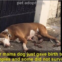 [VIDEO] Starving Dog And Her Malnourished Puppies Were Saved Just In Time