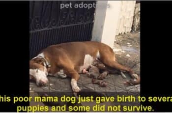 [VIDEO] Starving Dog And Her Malnourished Puppies Were Saved Just In Time