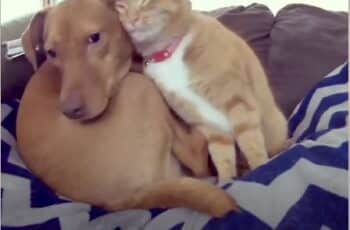 Adoring Cat Cuddles With His Doggy Sister To Help Her Relax