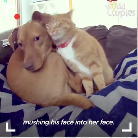 Adoring Cat Cuddles With His Doggy Sister To Help Her Relax