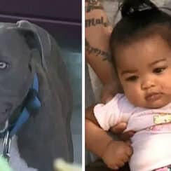 Hero Pit Bull Drags Tiny Baby By Diaper After House Burns