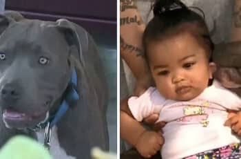 Hero Pit Bull Drags Tiny Baby By Diaper After House Burns