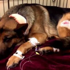 Heroic Dog Shot Multiple Times While Defending Teen Owner Against Invaders