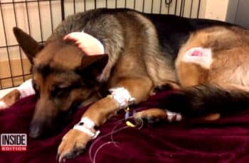 Heroic Dog Shot Multiple Times While Defending Teen Owner Against Invaders