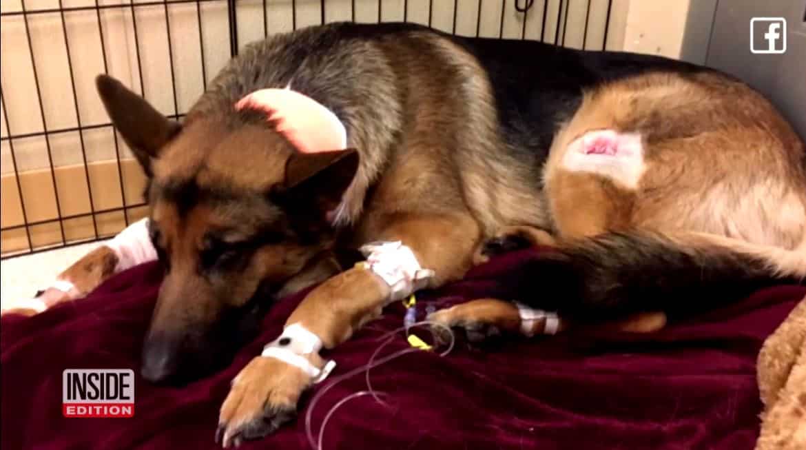 Heroic Dog Shot Multiple Times While Defending Teen Owner Against Invaders